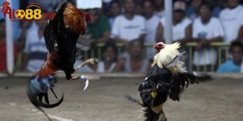 Mãn nhãn với các trận đá gà cựa dao